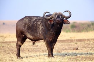 bufalo cafro 4