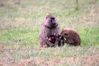 cuccioli 06