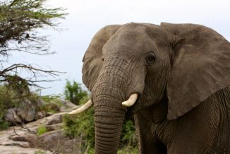 elefante 05