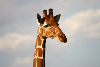 giraffe 5